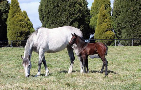 [Exosphere x Shemakahn (NZ) - colt (13/08/2017)]