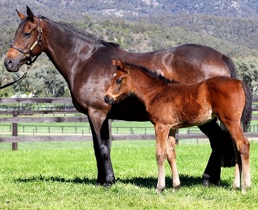mdo foal 2