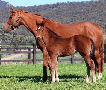 mdo foal 4