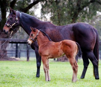 Von Costa foal
