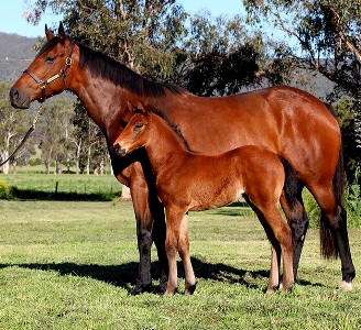 Von Costa foal